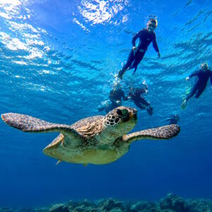 🐠 SNORKELING – 1 SITE - AUTONOME